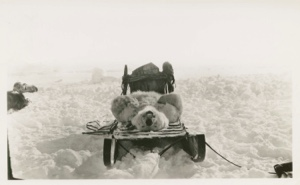 Image of Polar bear on sledge